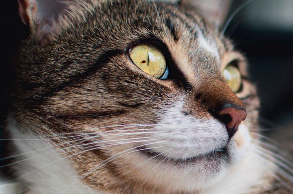 "Nahaufnahme einer gestreiften Katze mit fesselnden gelben Augen, die nachdenklich zur Seite blickt.