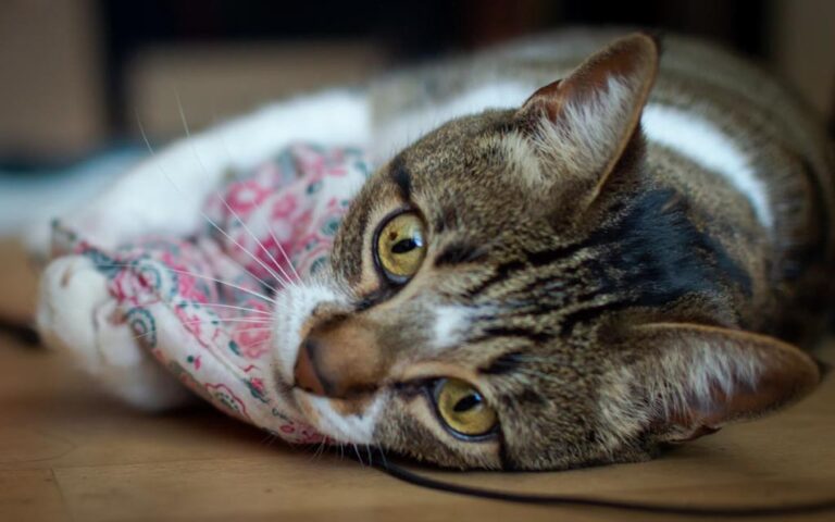 Eine Tabby-Katze liegt entspannt auf einem Kissen mit Blumenmuster, während sie direkt in die Kamera schaut