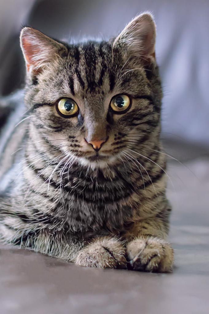 Junge getigerte Hauskatze mit aufmerksamem Blick und großen gelben Augen, die direkt in die Kamera schaut.