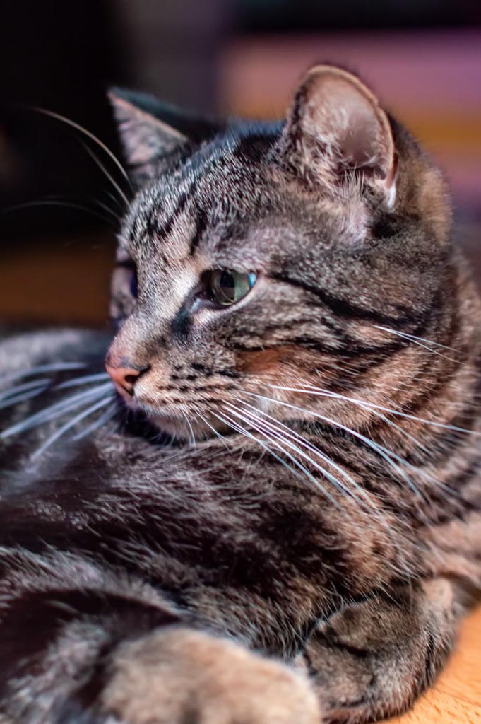 Seitenprofil einer getigerten Hauskatze in Ruheposition mit scharfen Konturen und weichem Fell, im Fokus ihre grünen Augen und die feinen Schnurrhaare.