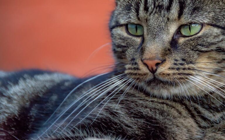 Nahaufnahme einer gestreiften Tabby-Katze mit markanten grünen Augen und scharfen Schnurrhaaren vor einem unscharfen orangefarbenen Hintergrund