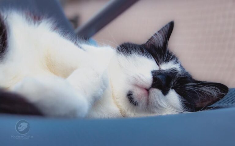 Schwarz-weiße Katze, die entspannt auf der Seite liegt und schläft, mit einem zufriedenen Ausdruck im Gesicht