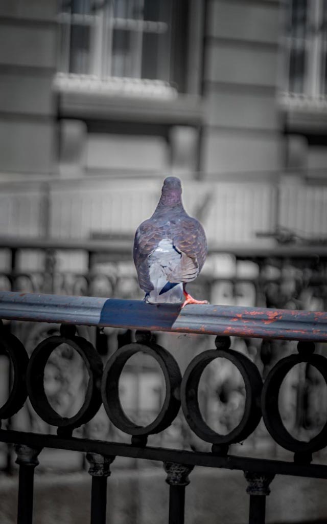 Eine einzelne Taube sitzt auf einer Metallstange, die Teil eines Zauns oder Geländers zu sein scheint. Die Taube ist von hinten zu sehen, mit dem Kopf von der Kamera weggedreht, und der Hintergrund ist unscharf