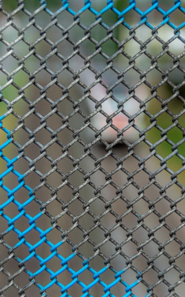 Ein Maschendrahtzaun mit einer blauen Kunststoffbeschichtung, der im Vordergrund fokussiert ist. Der Hintergrund ist unscharf und zeigt möglicherweise eine natürliche Szene mit Vegetation.