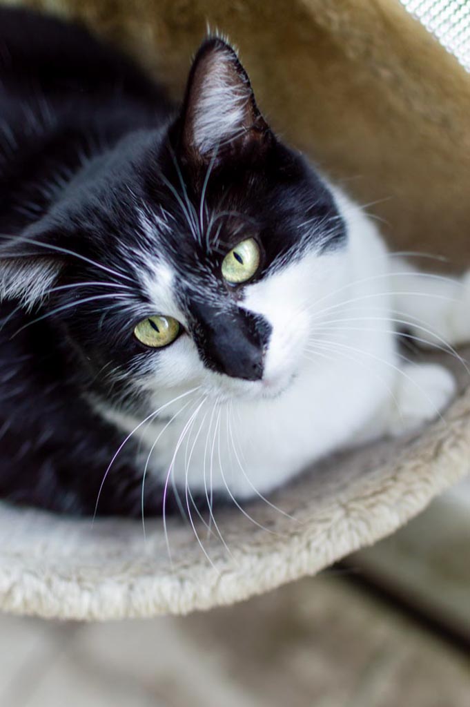 Eine schwarz-weisse Katze mit grünen Augen liegt in einer weichen Hängematte oder einem Korb aus hellem Material.
