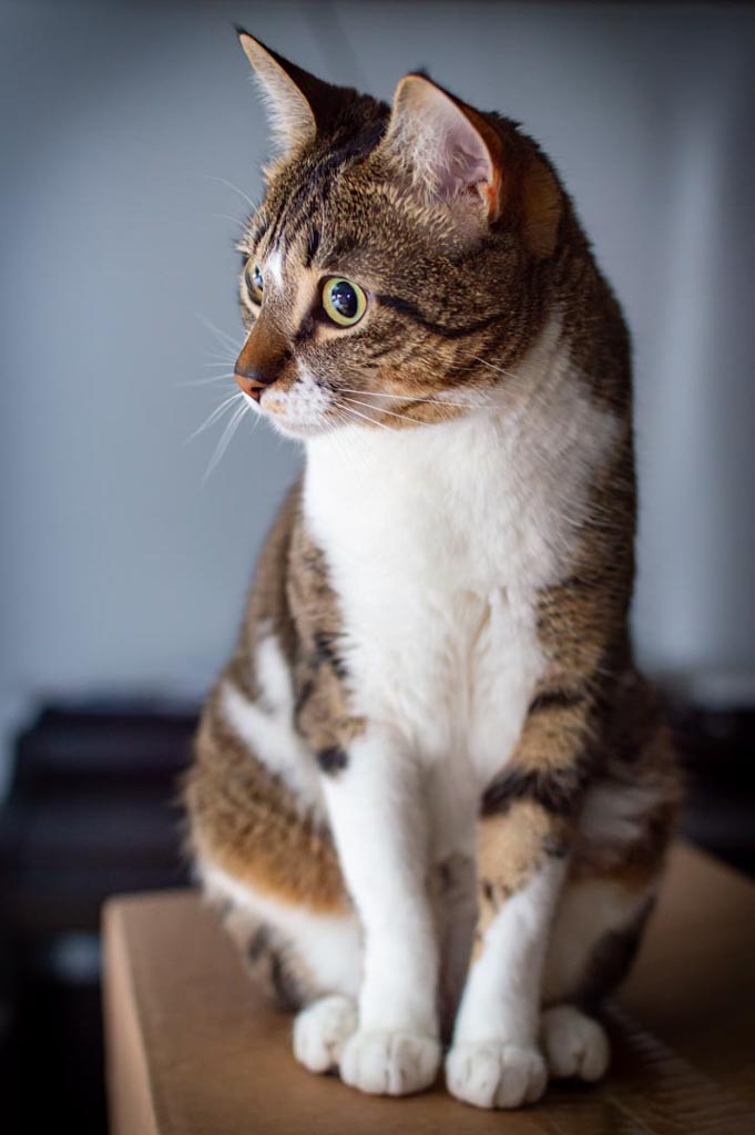 Eine gestreifte Katze sitzt auf einer Kante und schaut konzentriert in eine bestimmte Richtung. Ihr Fell hat eine Mischung aus braunen, schwarzen und weissen Farbtönen, und sie hat ausdrucksstarke gelb-grüne Augen.