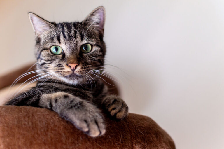 Portraitaufnahme einer Katze namens Simba